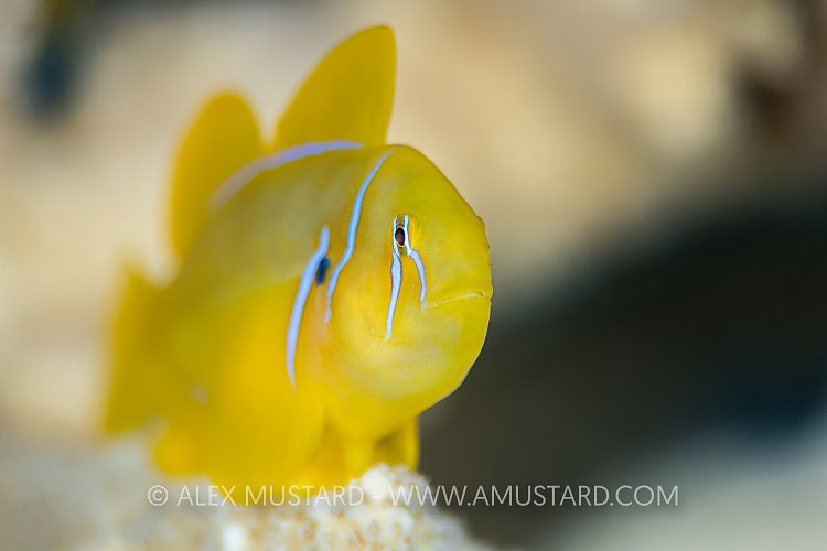 Lemon Coral Goby. Egypt
