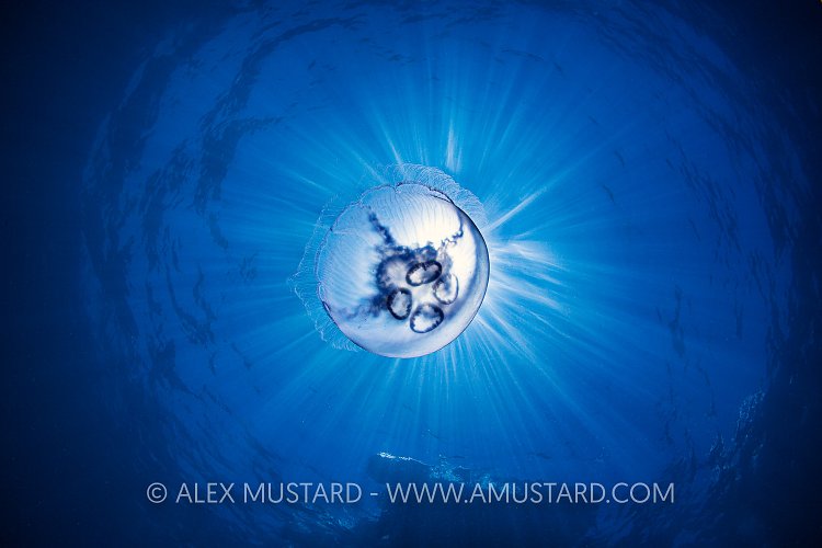 Moon Jellyfish. Egypt