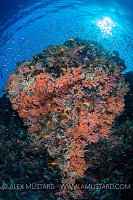 Colourful Reef Wall. Egypt