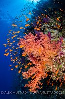 Colourful Reef Wall. Egypt