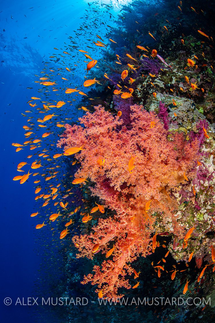 Colourful Reef Wall. Egypt