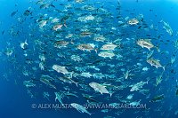 Schooling Giant Trevally. Egypt