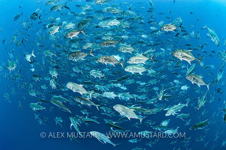 Schooling Giant Trevally. Egypt