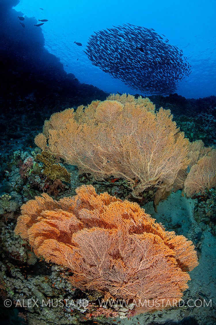 School and Fans. Egypt