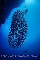 Schooling Fish Off Reef. Egypt