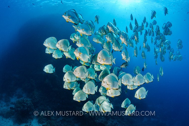 Schooling Batfish and Reef. Egypt