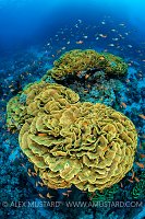 Cabbage Coral. Egypt
