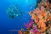 Batfish Swimming Past Reef. Egypt