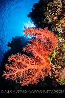 Soft Coral On Reef. Egypt