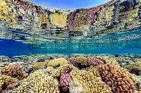 Coral Reef Reflections. Egypt