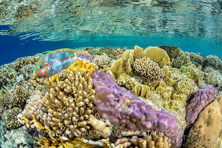 Shallow Coral Reef. Egypt