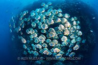 Schooling Batfish and Reef. Egypt