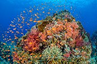 Red Sea Reef Scene. Egypt
