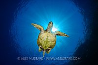 Hawksbill Sunburst. Egypt