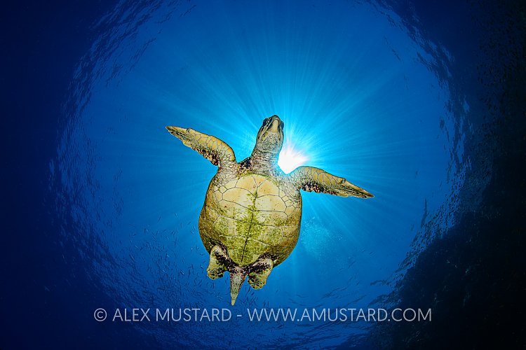 Hawksbill Sunburst. Egypt