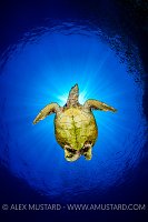 Hawksbill Sunburst. Egypt