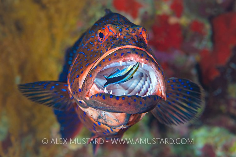 Dangerous Job. Egypt