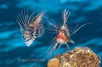 Mating Lionfish. Egypt