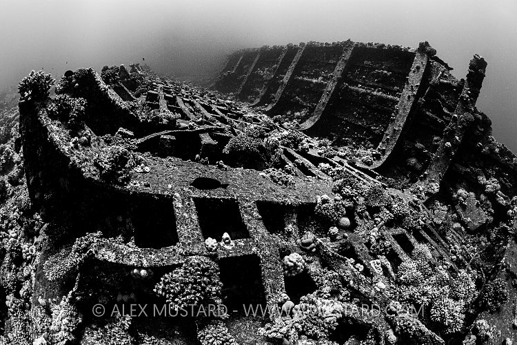 Giannis D Wreckage. Egypt