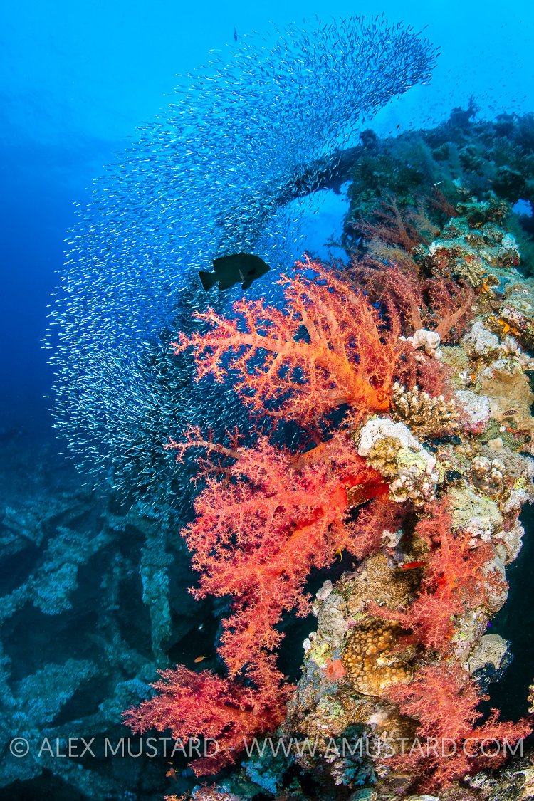 Grouper Hunts Silversides On Wreck. Egypt