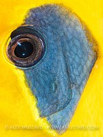 Butterflyfish Eye. Egypt