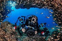 Diver And Glassfish. Egypt