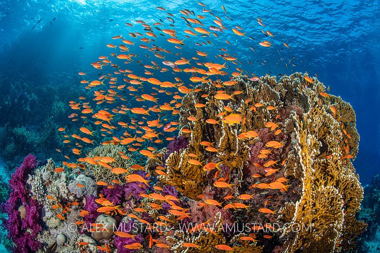 Red Sea Pinnacle. Egypt