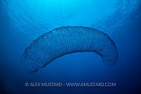 Pyrosome In Blue. Egypt