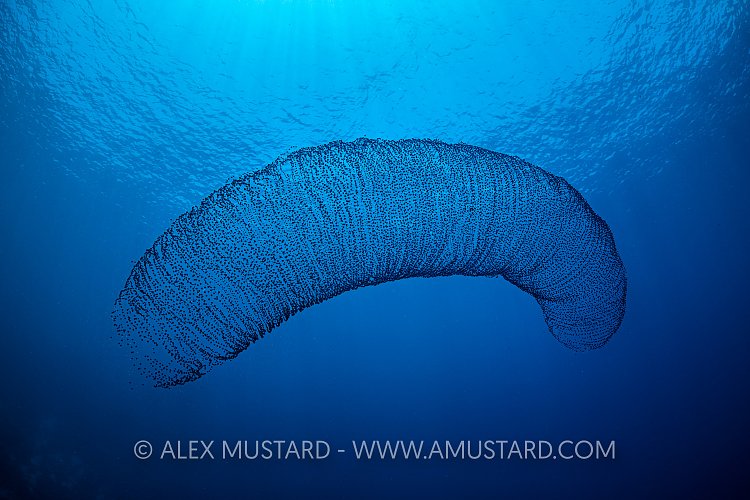 Pyrosome In Blue. Egypt