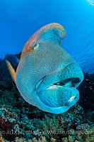 Napoleon Wrasse. Egypt