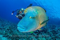 Napoleon Wrasse. Egypt