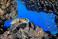 Hawksbill In Cave. Egypt