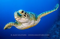Green Turtle Portrait. Egypt