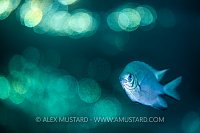 Damselfish Bokeh. Egypt