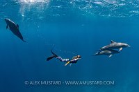 Swimming with Dolphins. Egypt