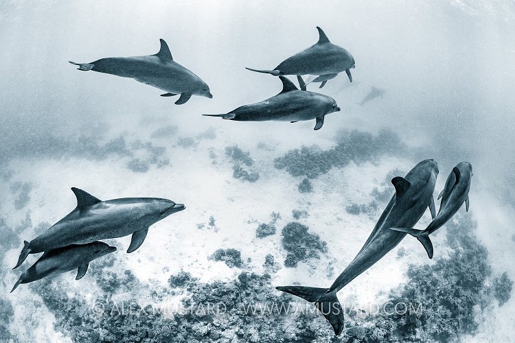 Dolphins Over Reef. Egypt