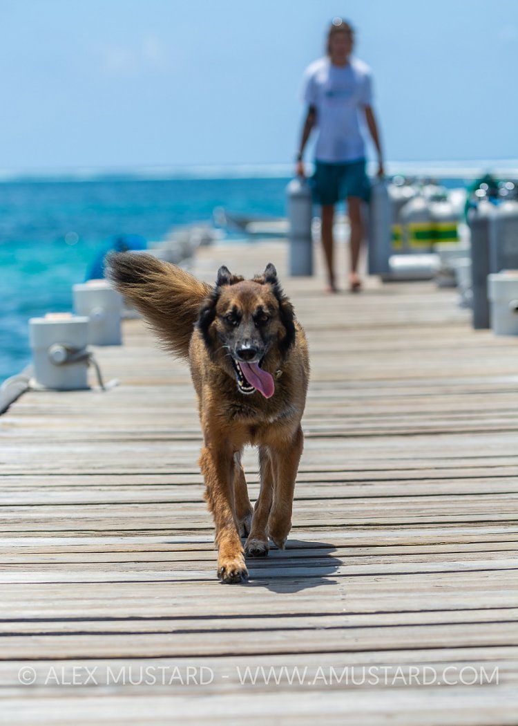 Thumper. Cayman Islands