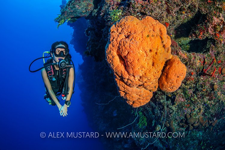 Diver On The Wall. Cayman Islands