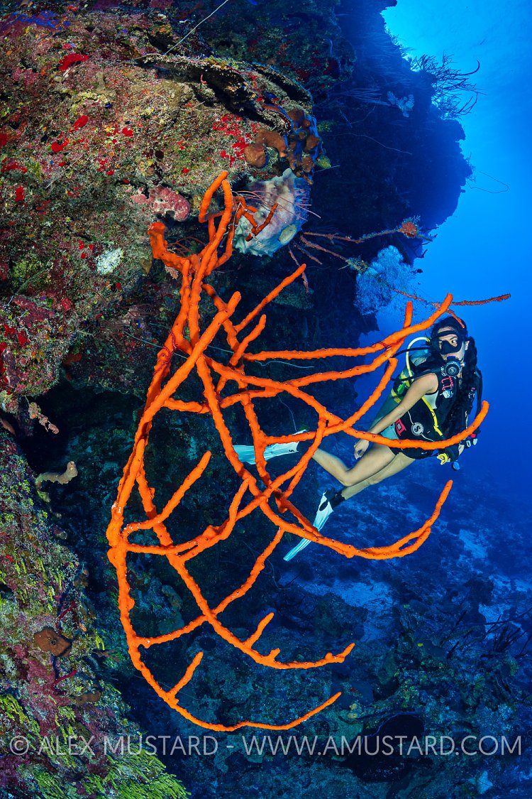 Diver On The Wall. Cayman Islands