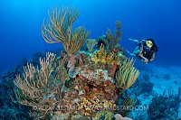 Diver On Coral Reef. Cayman Islands