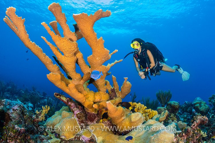 Diver On Coral Reef. Cayman Islands