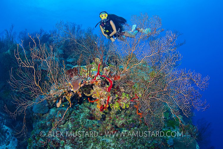 Diver On Reef Wall. Cayman Islands
