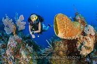 Diver On Reef Wall. Cayman Islands