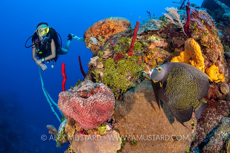 Angelfish Encounter. Cayman Islands