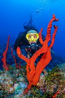 Diver With Sponges. Cayman Islands