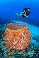 Diver On Coral Reef. Cayman Islands