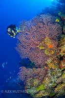 Diver On Reef Wall. Cayman Islands