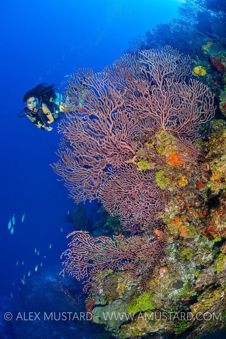 Diver On Reef Wall. Cayman Islands