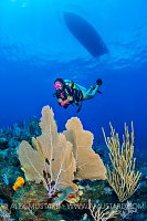 Diver On Coral Reef. Cayman Islands