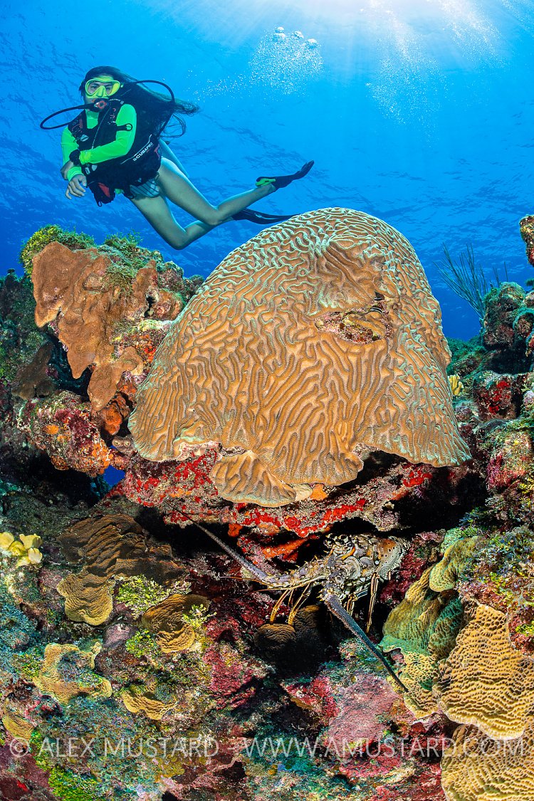 Diver On Coral Reef. Cayman Islands